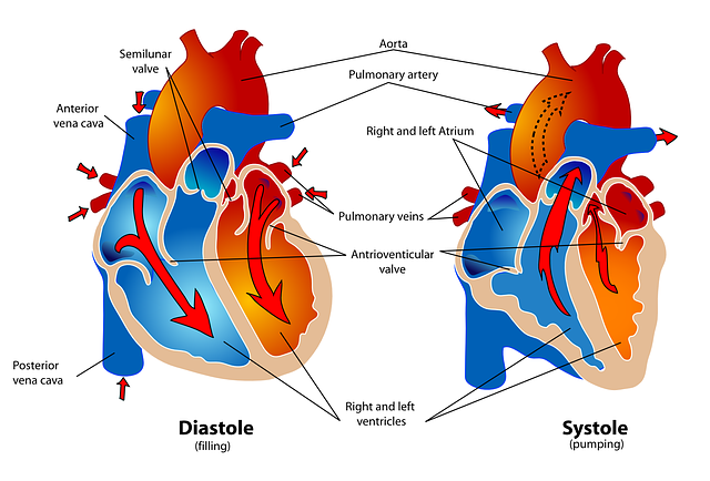 miocardio sistole diastole