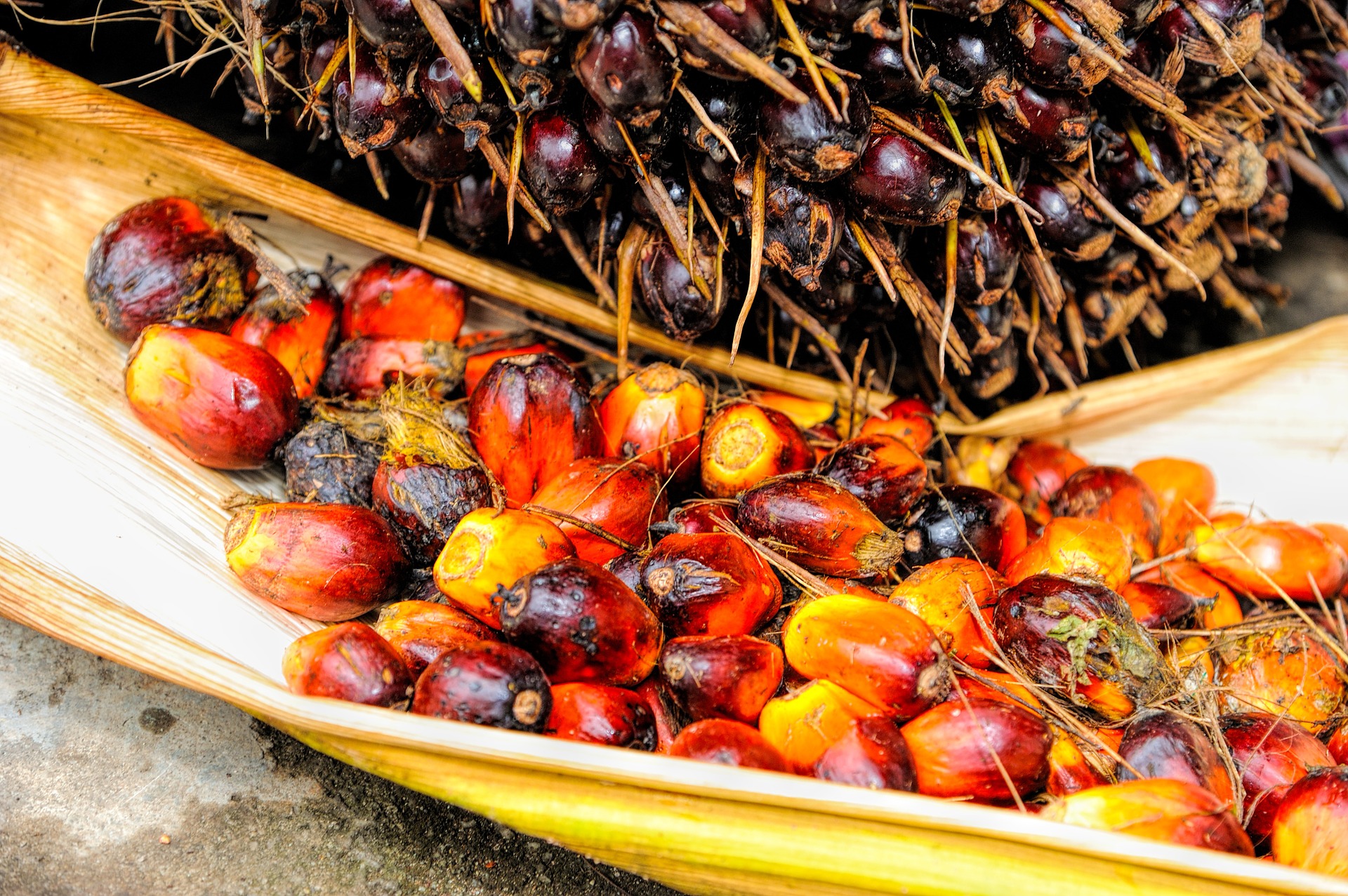 olio di palma